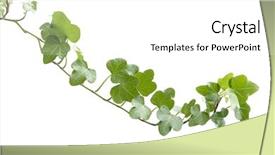  Presentation with ivy - Cool new slides with image of the branch ivy on a white background backdrop and a white colored foreground