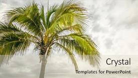  Presentation with palm tree - Presentation design featuring palms wind - image of the nice palm background and a soft green colored foreground