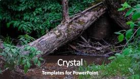  Presentation with big tree - Presentation theme with image of the tumbled-down background and a dark gray colored foreground