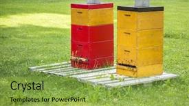  Presentation with frames of a bee hive - Beautiful slide deck featuring image of two bee hives backdrop and a yellow colored foreground