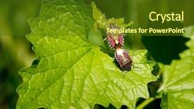  Presentation with reproduction - PPT theme featuring image of two chinch reproduction background and a tawny brown colored foreground