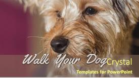  Presentation with ownership - PPT layouts consisting of image-of-walk-your-dog background and a coral colored foreground