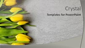  Presentation with mothers day - Slides with image-of-yellow-tulips background and a light gray colored foreground