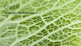  Presentation with cabbage - Theme consisting of image texture cabbage leaf background and a mint green colored foreground