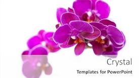  Presentation with orchids - 