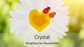  Presentation with chamomile - Presentation design with images of the two ladybirds background and a soft green colored foreground