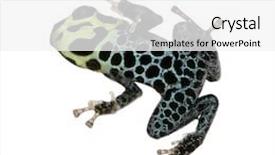  Presentation with poison - Presentation theme having imitating poison frog - ranitomeya imitator in front of a white background background and a white colored foreground