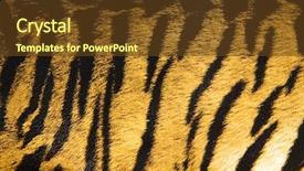  Presentation with tiger - Theme consisting of imitation of tiger leather background and a tawny brown colored foreground