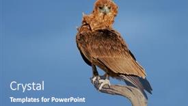  Presentation with south africa - Amazing PPT theme having immature-bateleur-eagle-terathopius-ecaudatus backdrop and a teal colored foreground