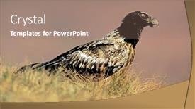  Presentation with south africa - Cool new presentation with immature-endangered-bearded-vulture-gypaetus backdrop and a coral colored foreground