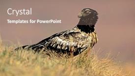  Presentation with south africa - Slide deck having immature-endangered-bearded-vulture-gypaetus background and a coral colored foreground