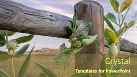  Presentation with colorado - Amazing PPT theme having pods of the common milkweed backdrop and a tawny brown colored foreground