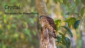  Presentation with tree rings - Colorful slides enhanced with immature large hawk cuckoo eagle backdrop and a  colored foreground