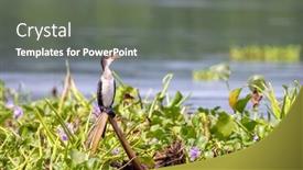  Presentation with uganda - Slide deck having immature-long-tailed-cormorant-microcarbo background and a gray colored foreground