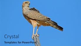  Presentation with africa - PPT theme consisting of immature-pale-chanting-goshawk-melierax background and a  colored foreground