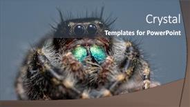  Presentation with blue green - Audience pleasing slides consisting of immature-phidippus-audax-bold-jumping backdrop and a ocean colored foreground