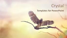  Presentation with hawk - Cool new presentation design with immature red shouldered hawk at sunset backdrop and a cream colored foreground