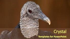  Presentation with turkey style travel - Cool new slide deck with immature turkey vulture cathartes aura backdrop and a tawny brown colored foreground