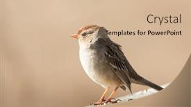  Presentation with sparrow - Audience pleasing PPT theme consisting of immature-white-crowned-sparrow-sitting backdrop and a soft green colored foreground
