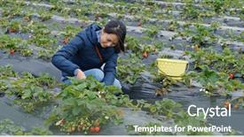  Presentation with strawberry - Presentation theme consisting of immigrant workers - tourist woman in the strawberry background and a ocean colored foreground