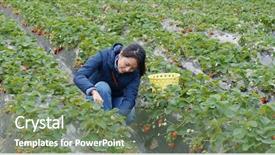  Presentation with farm quilt - PPT layouts with immigrant workers - woman pick strawberry background and a violet colored foreground