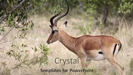  Presentation with kenya - Slides having impala aepyceros melampus grazing in the beautiful reserve of masai mara in kenya africa background and a coral colored foreground