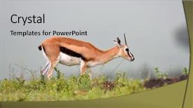  Presentation with savanna - Cool new slide deck with impala aepyceros melampus in african backdrop and a light gray colored foreground