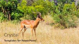  Presentation with africa tourism - Colorful PPT theme enhanced with impala-african-antelope-graze backdrop and a yellow colored foreground