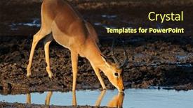  Presentation with kruger - Presentation design enhanced with impala-antelope-aepyceros-melampus-drinking background and a wine colored foreground