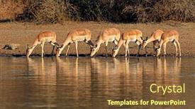  Presentation with kruger - Colorful slide set enhanced with impala-antelopes-aepyceros-melampus-drinking backdrop and a tawny brown colored foreground