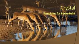  Presentation with water park - Audience pleasing PPT theme consisting of impala-antelopes-aepyceros-melampus-drinking backdrop and a tawny brown colored foreground