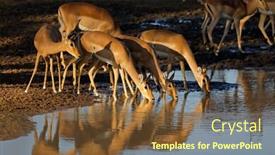  Presentation with kruger - Audience pleasing presentation consisting of impala-antelopes-aepyceros-melampus-drinking backdrop and a tawny brown colored foreground