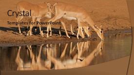  Presentation with water park - Colorful PPT theme enhanced with impala antelopes aepyceros melampus drinking water pilanesberg national park south africa backdrop and a coral colored foreground