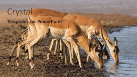  Presentation with kruger - Colorful PPT theme enhanced with impala-antelopes-aepyceros-melampus-drinking backdrop and a coral colored foreground
