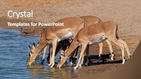  Presentation with water park - Audience pleasing slides consisting of impala antelopes aepyceros melampus drinking water etosha national park namibia backdrop and a coral colored foreground