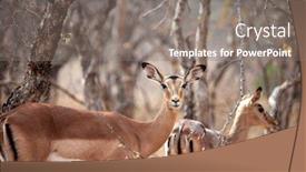  Presentation with lilac bush wood - Cool new PPT layouts with impala-antelopes-in-the-bush backdrop and a gray colored foreground