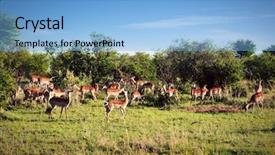  Presentation with serengeti africa - Beautiful theme featuring impala's herd on savanna in africa safari in serengeti tanzania backdrop and a light blue colored foreground