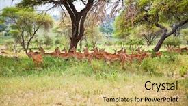  Presentation with family africa - PPT theme featuring impalas family in the shade of a tree tanzania africa background and a yellow colored foreground