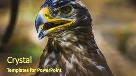  Presentation with eagle - Theme featuring imperial eagle head detail background and a tawny brown colored foreground