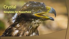  Presentation with eagle - Beautiful slides featuring open old vintage nootebook on the aged wooden background ears of wheat homemade menu recipe backdrop and a violet colored foreground.