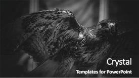  Presentation with black hawk eagle - Amazing PPT theme having imperial eagle in black backdrop and a dark gray colored foreground
