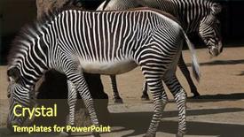  Presentation with animal - Audience pleasing presentation theme consisting of imperial zebra wild life animal backdrop and a tawny brown colored foreground