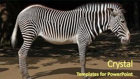  Presentation with underwater wild nature sea life - Colorful PPT theme enhanced with imperial zebra wild life animal backdrop and a  colored foreground