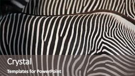  Presentation with skin cancer malignant melanoma - PPT theme featuring imperial zebra wild life animal background and a dark gray colored foreground