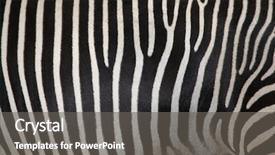  Presentation with cancer cell skin - Presentation design with imperial zebra wild life animal background and a gray colored foreground