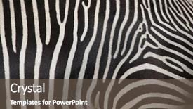  Presentation with skin - Colorful presentation enhanced with imperial zebra wild life animal backdrop and a dark gray colored foreground