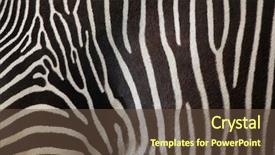  Presentation with skin - PPT layouts enhanced with imperial zebra wild life animal background and a tawny brown colored foreground