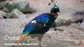  Presentation with wildlife - Amazing slide deck having impeyan monal wildlife bird backdrop and a gray colored foreground