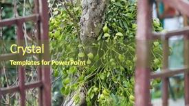  Presentation with black and gold mistletoe - Theme having importance english - mistletoe clusters clinging background and a tawny brown colored foreground