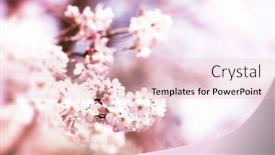  Presentation with japanese cherry blossom - Beautiful PPT theme featuring impression style japanese cherry blossom in full bloom shallow depth of field backdrop and a lemonade colored foreground